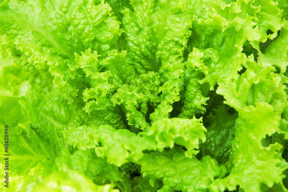 lettuce lettuce