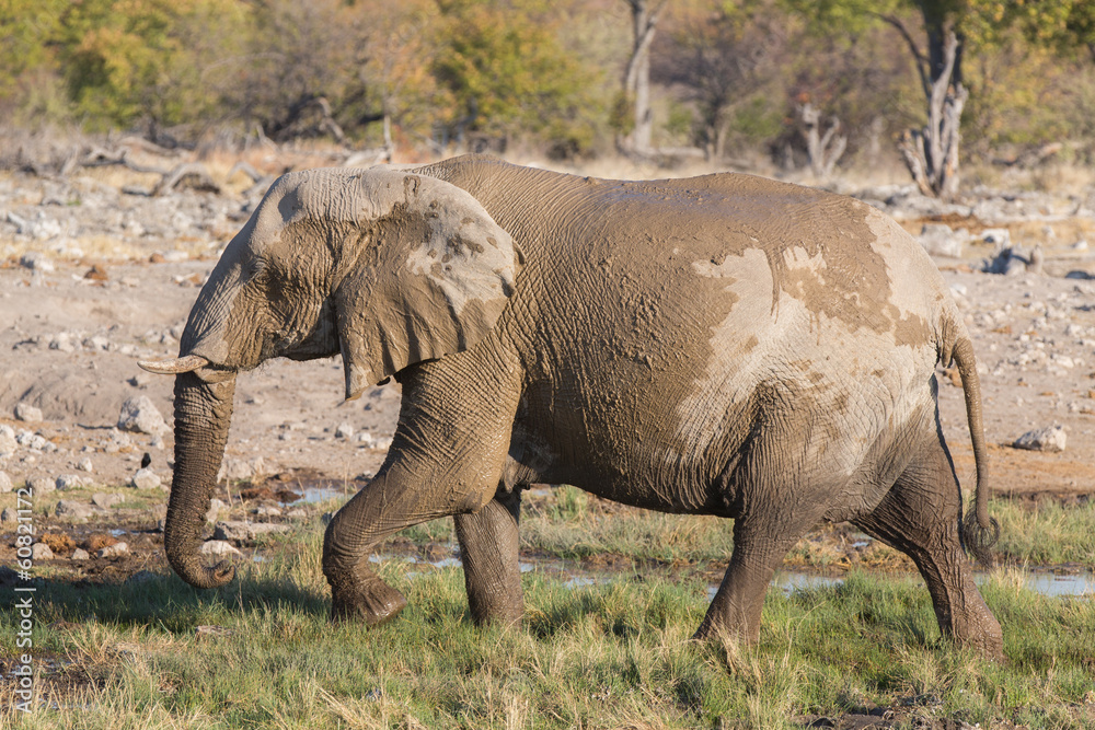 Fototapeta premium walking elephant