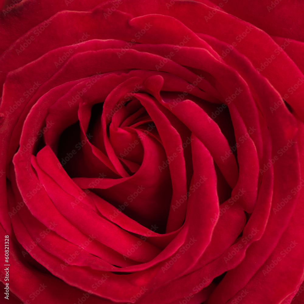 beautiful red rose background using for valentine day beautiful red rose background using for valentine day