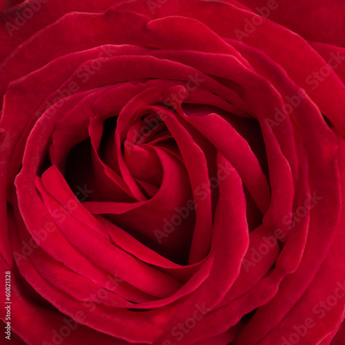 beautiful red rose background using for valentine day