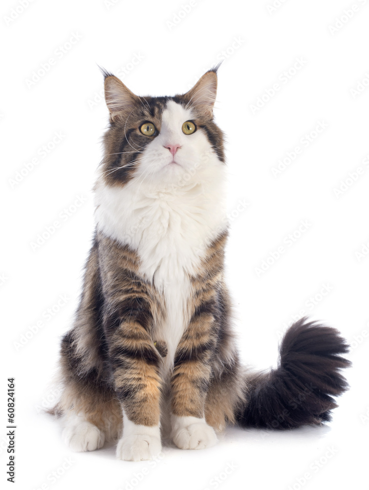 maine coon cat