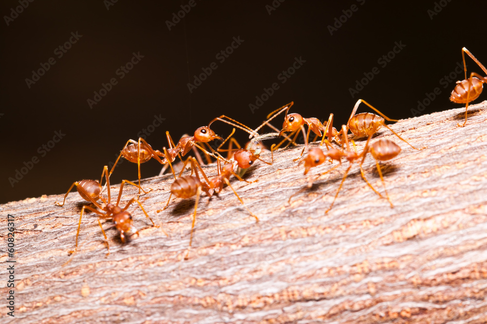 the ants the ants