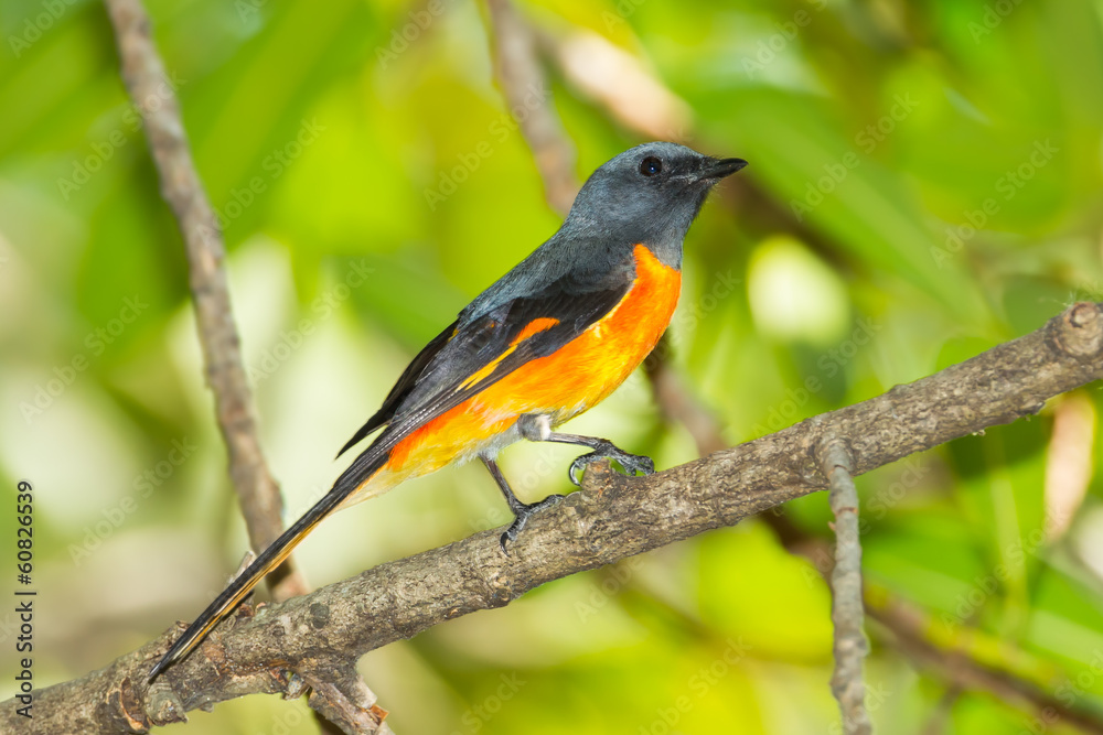 Male Small Minivet (Pericrocotus cinnamomeus) on the branch