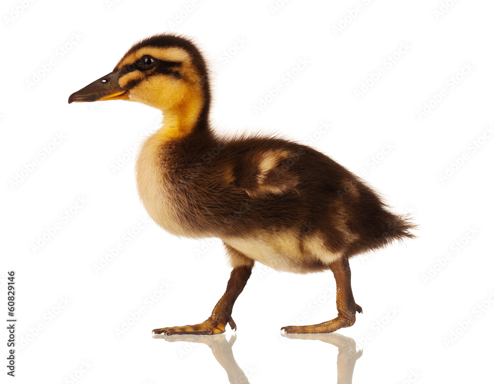 Domestic duckling Domestic duckling