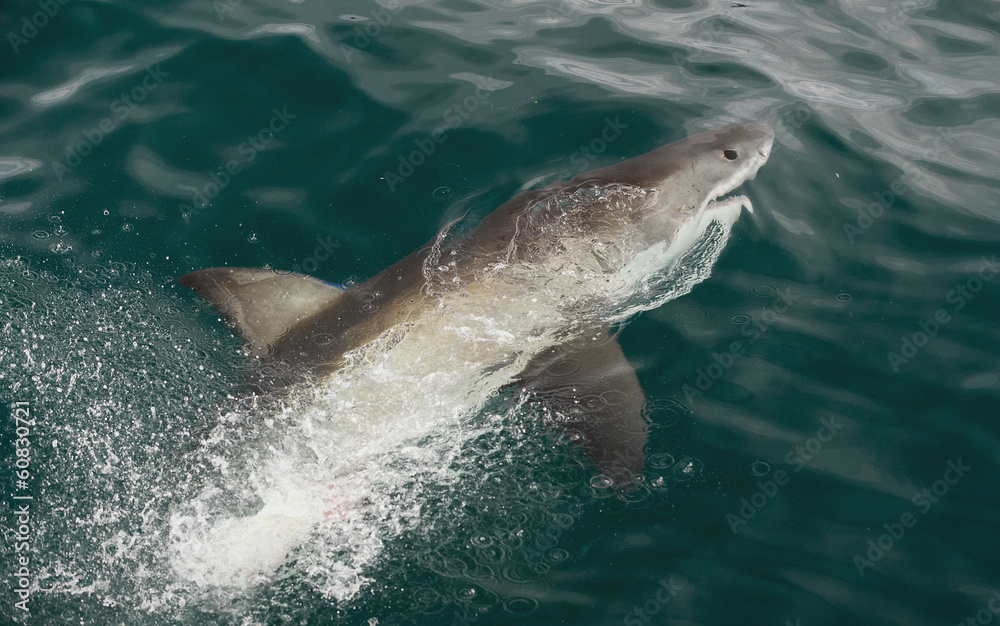 Naklejka premium White shark (Carcharodon carcharias) in the water