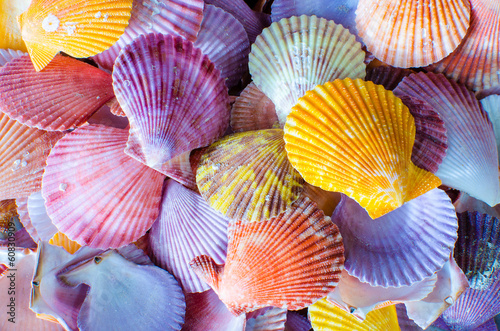 A number of Colorful Scallop seashell