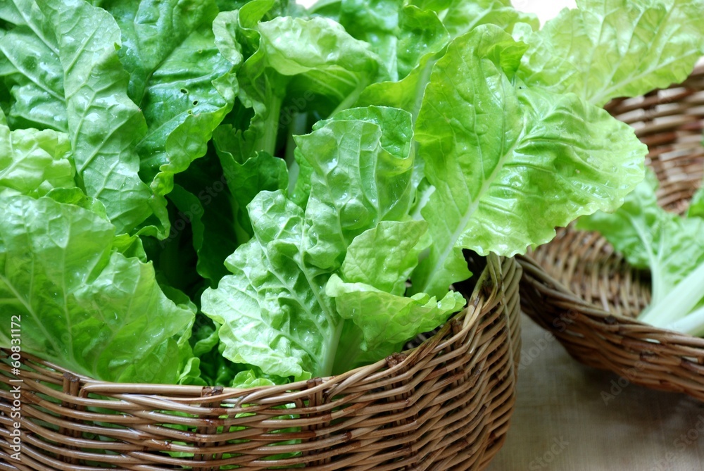 Leaf mustard/ Indian mustard fresh and good for health Leaf mustard/ Indian mustard fresh and good for health