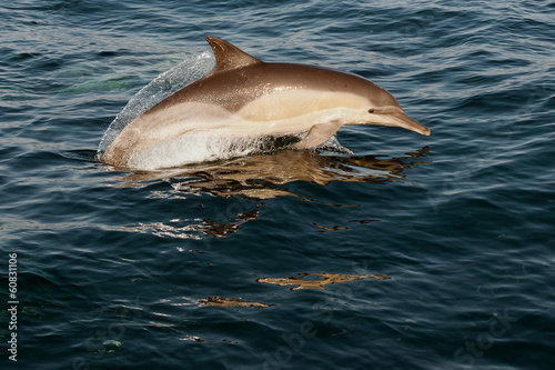 The dolphin comes up from water.
