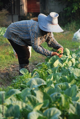 Vegetable farmer, Gardener of Thailand