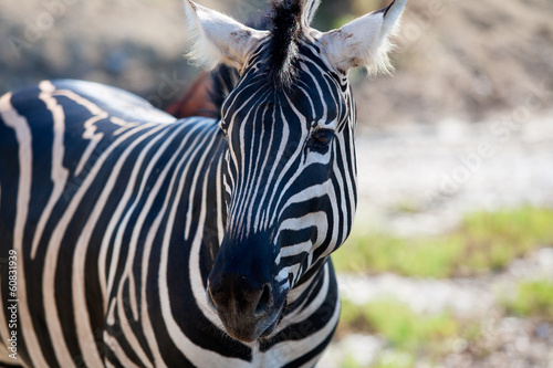 African Zebra portrait horizontal view
