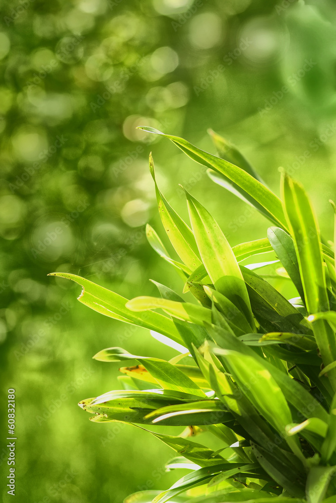 Obraz premium nature leaf