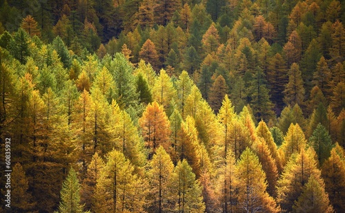 Larch background - autumn photo