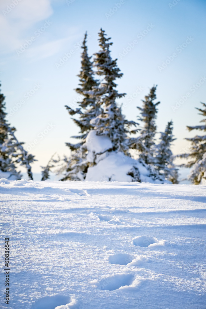 Fototapeta premium footprints on the snow