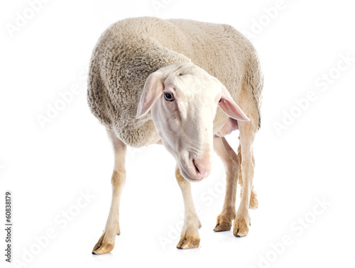 adult ewe