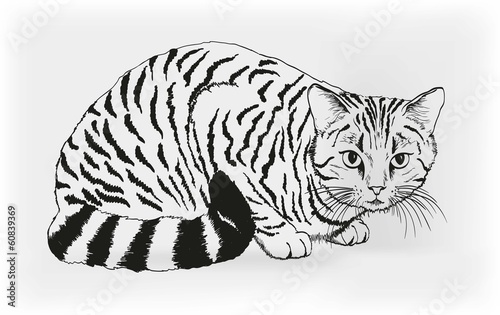 cat. vector sketch
