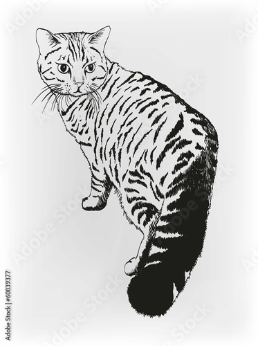 cat. vector sketch