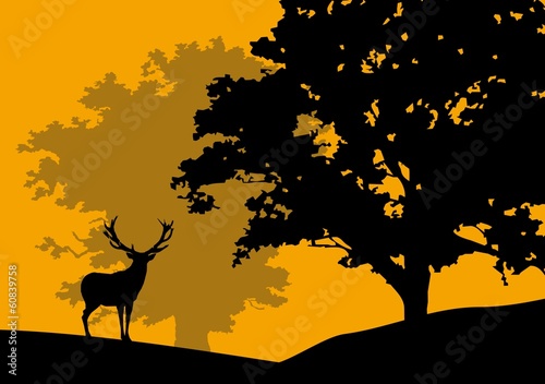 Deer in the woods