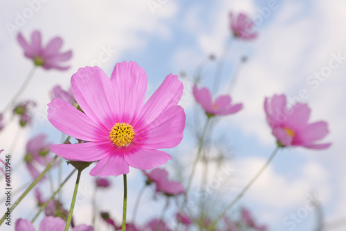 pink flower © anake