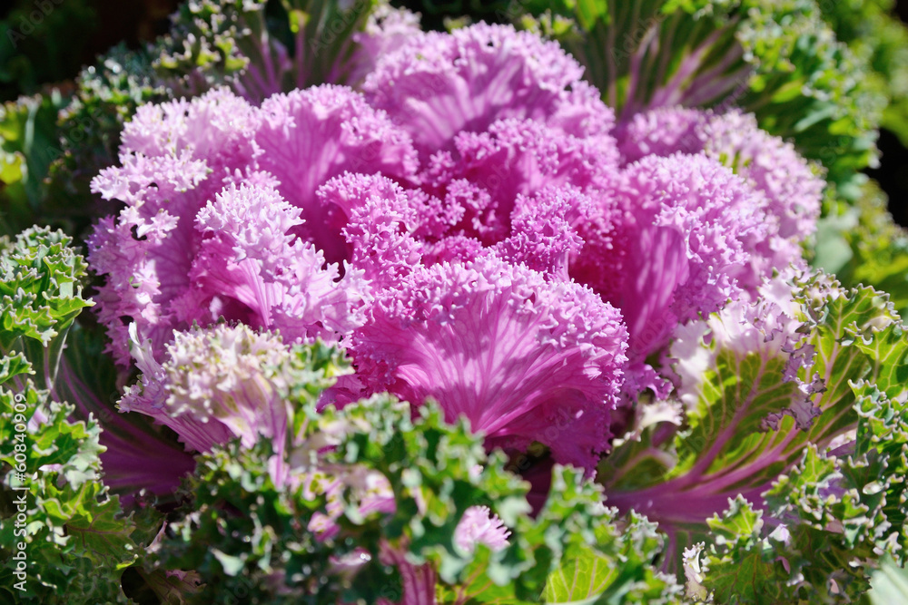 Obraz premium red Cabbage