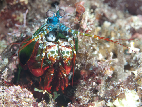 Peacock mantis shrimp photo