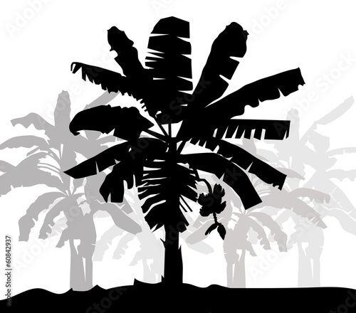 Banana tree silhouette- vector