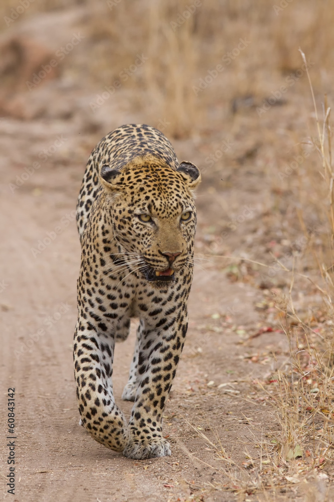 Beautiful large male leopard walking in nature Beautiful large male leopard walking in nature