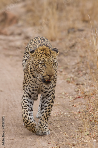Beautiful large male leopard walking in nature © Alta Oosthuizen