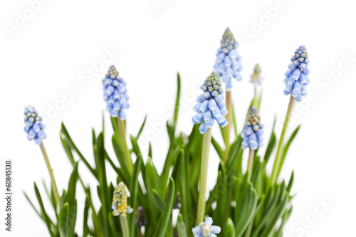 Spring Blue Grape Hyacinths - muscari - on white background