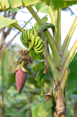 banana blossom photo