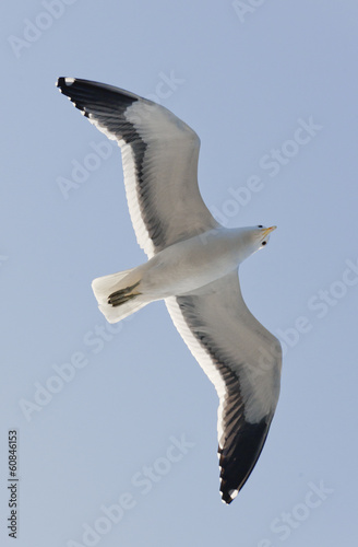 Cape Gull photo