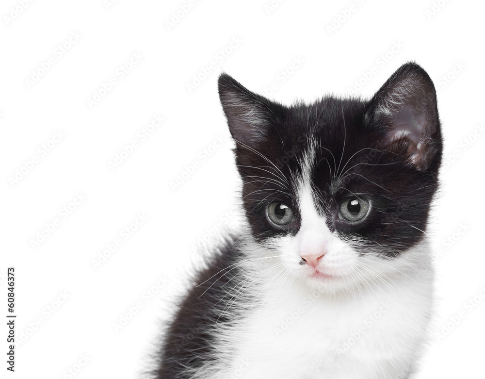 portrait of a kitten on a white background isolated