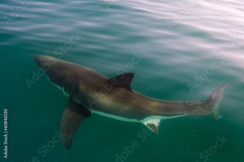 White shark  Carcharodon carcharias 