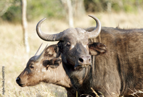African Wild Buffaloes