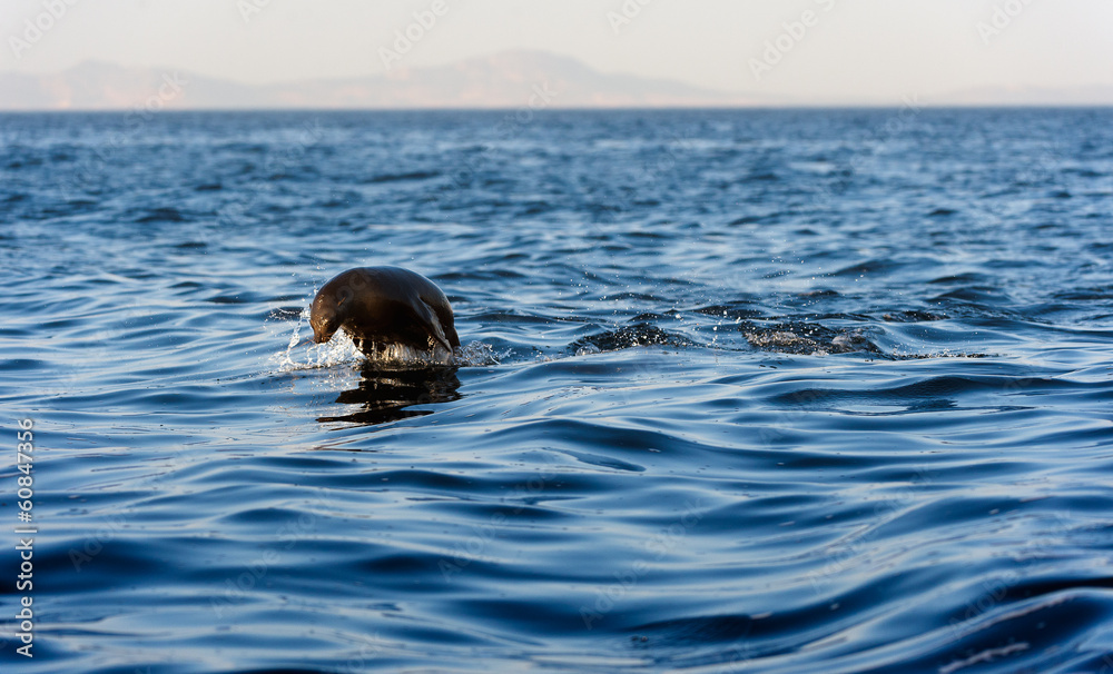 Naklejka premium Seals swim and jumping out of water .