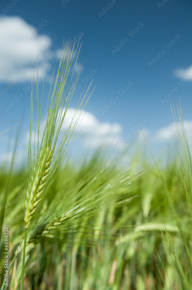 green wheat field and blue sky spring landscape