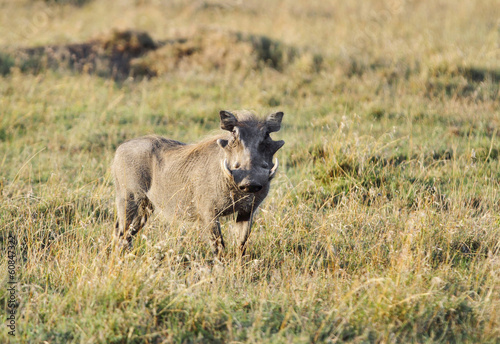A warthog staring at Camera © Dr Ajay Kumar Singh