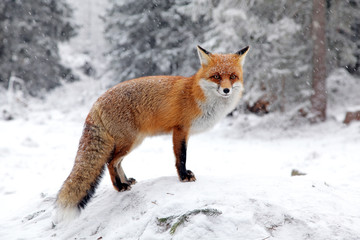 Wandcirkels Vos Rode vos op besneeuwde open plek  © Jaroslav Moravcik