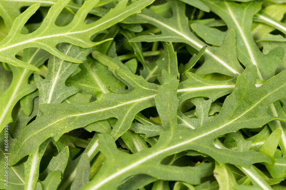 close-up on the heap of rucola close-up on the heap of rucola