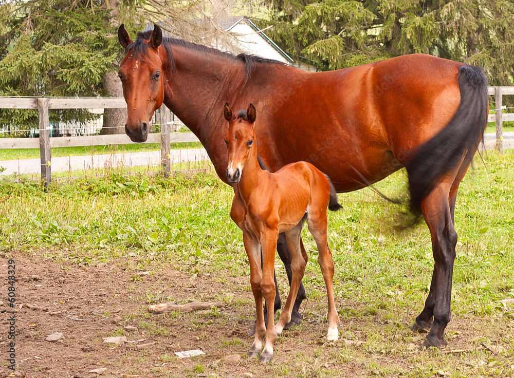 Mother Horse and Foal