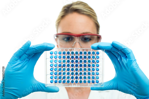 researcher examining microplate photo