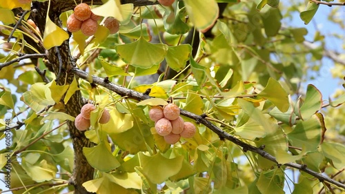 Autumn, leaves and fruit of the ginkgo tree in fall photo
