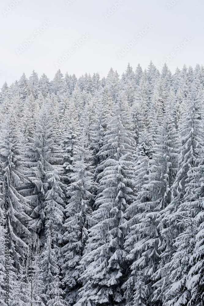 Winter forest Winter forest