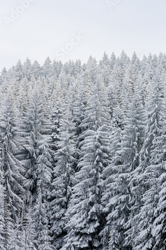 Winter forest