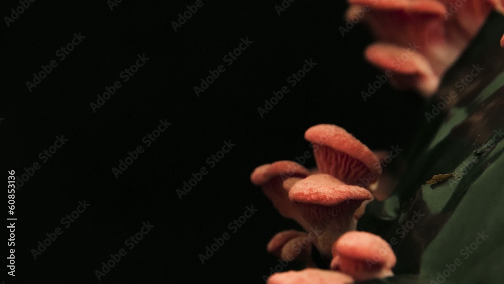 Pink Oyster gourmet mushrooms growing time lapse