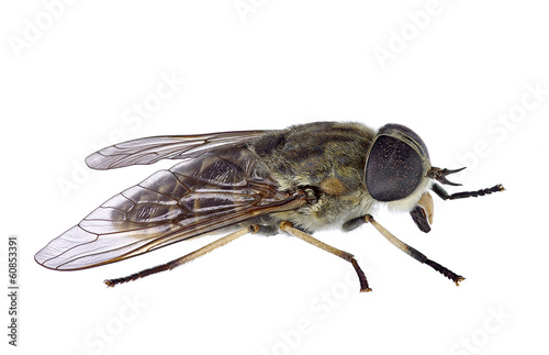 Horsefly isolated on a white background (Tabanus sp.)