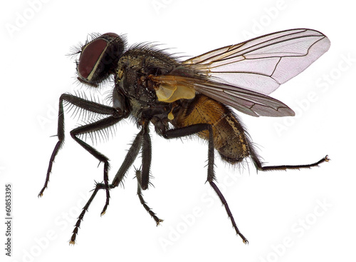 High detailed close up  of a house fly (Musca  domestica)