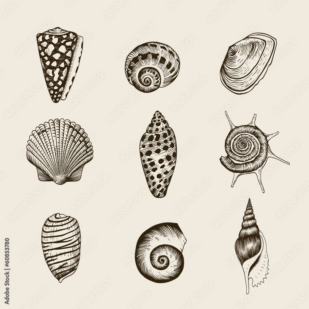 Fototapeta premium Set of vector vintage seashells.