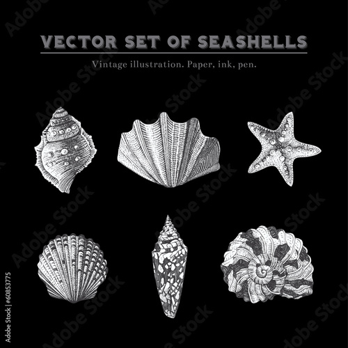 Set of vector vintage seashells.