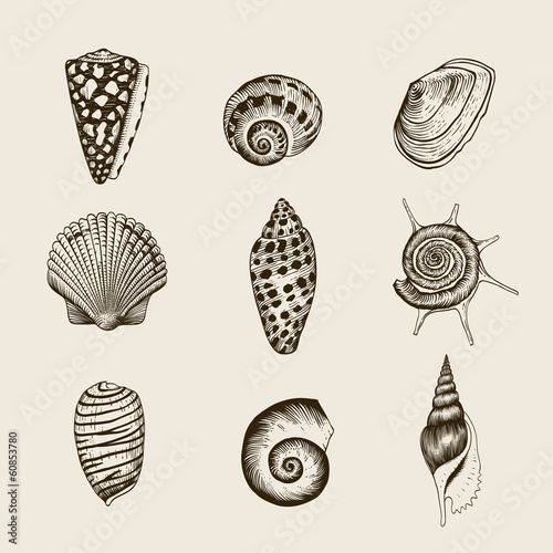 Set of vector vintage seashells.