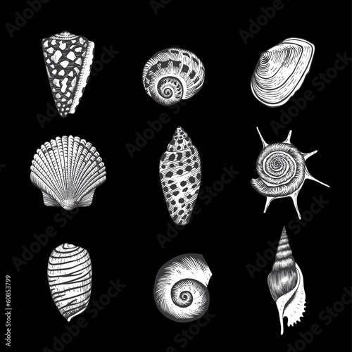 Set of vector vintage seashells.